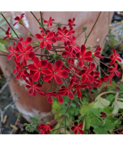 Pelargonium Ardens (2lt)