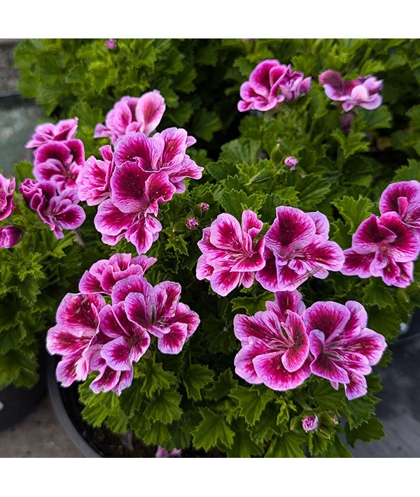 Pelargonium Berkswell Carnival (0.8lt)