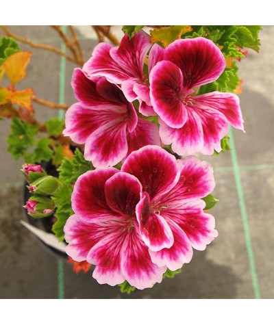 Pelargonium Berkswell Carnival (2lt)