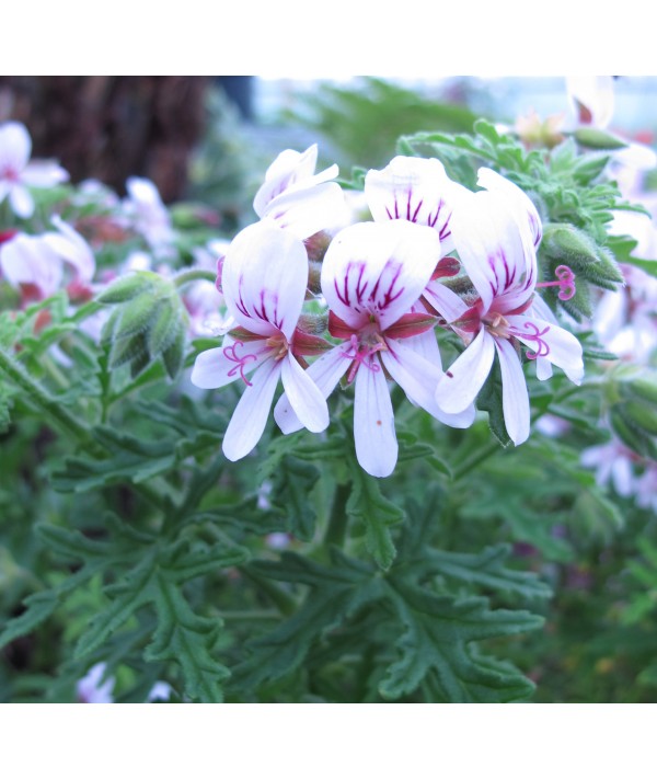 Pelargonium Candy Dancer (1lt)