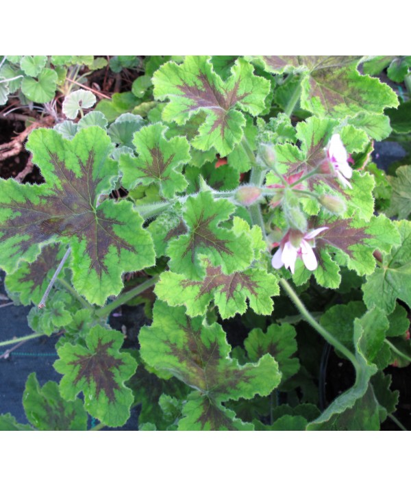 Pelargonium Chocolate Peppermint (1lt) Pelargonium Chocolate Peppermint (1lt)