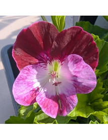 Pelargonium Cottenham Harmony (2lt)