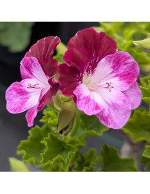 Pelargonium Cottenham Harmony (2lt)