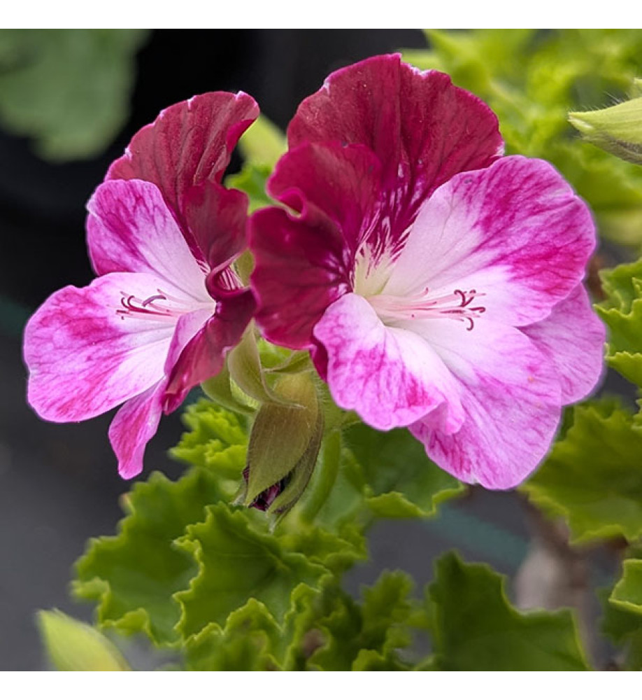 Pelargonium Cottenham Harmony (2lt)