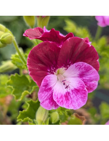 Pelargonium Cottenham Harmony (0.8lt)