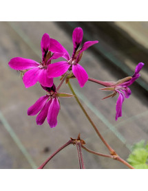 Pelargonium Deerwood Lavender Lad (0.8lt)