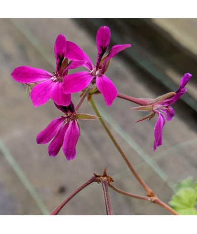 Pelargonium Deerwood Lavender Lad (0.8lt)