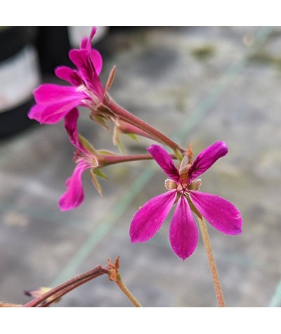 Pelargonium Deerwood Lavender Lad (0.8lt)