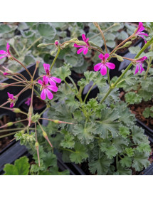 Pelargonium Deerwood Lavender Lad (0.8lt)