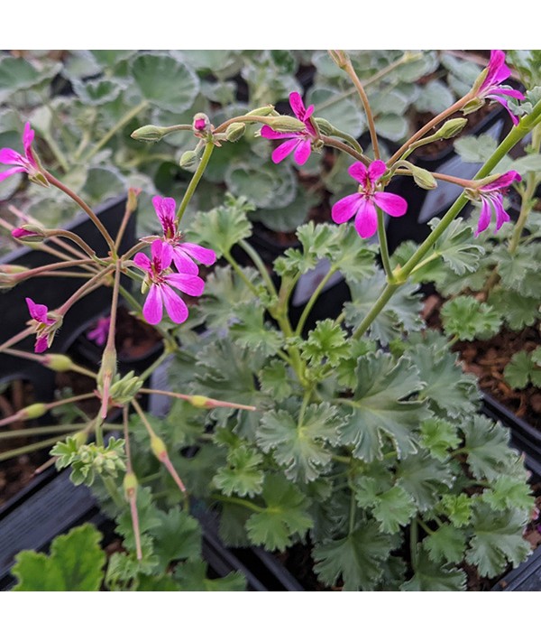 Pelargonium Deerwood Lavender Lad (0.8lt)