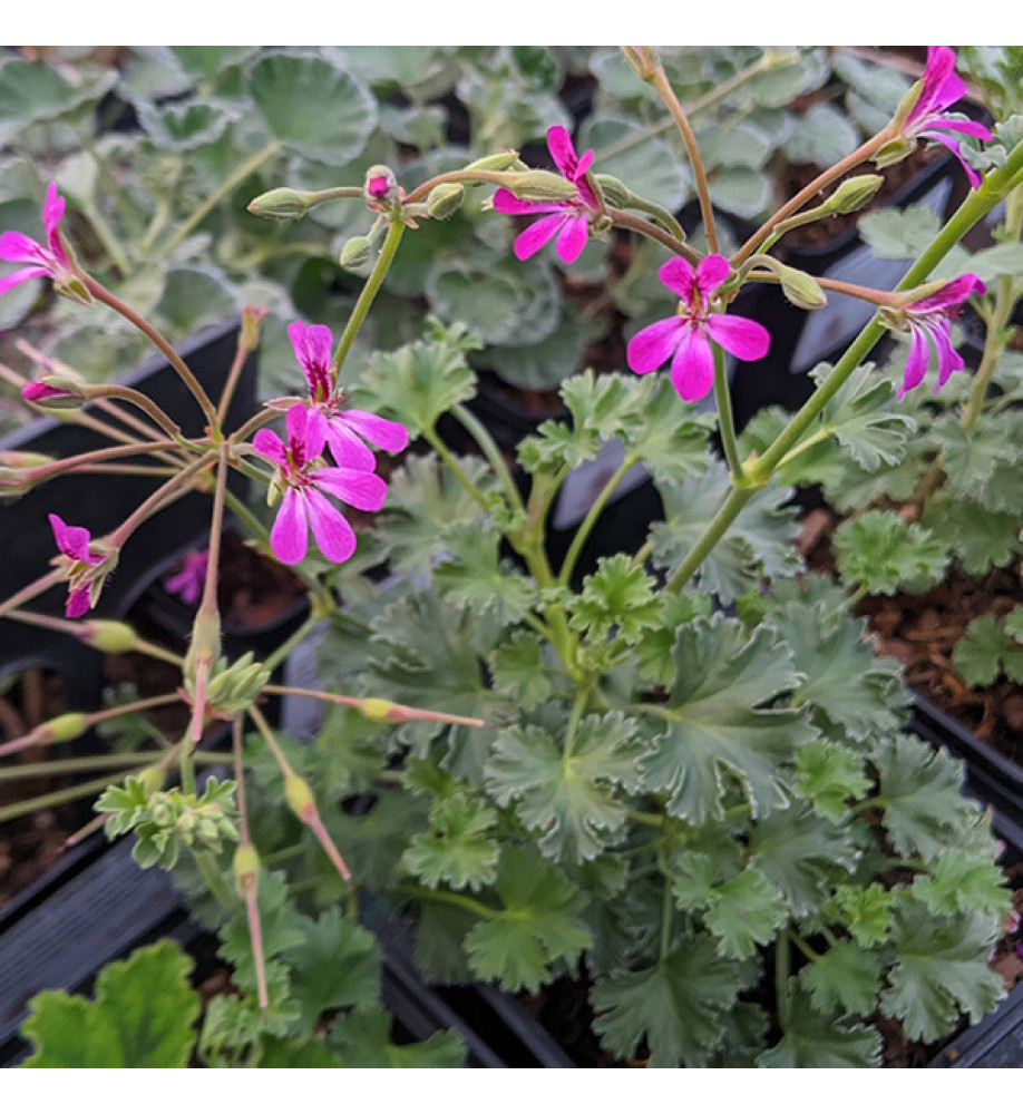 Pelargonium Deerwood Lavender Lad (0.8lt)