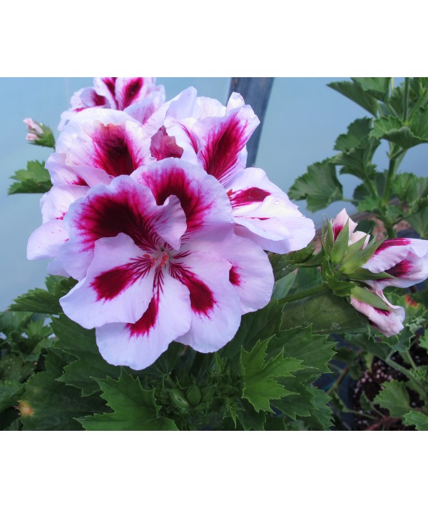 Pelargonium Doris Shaw (0.8lt)