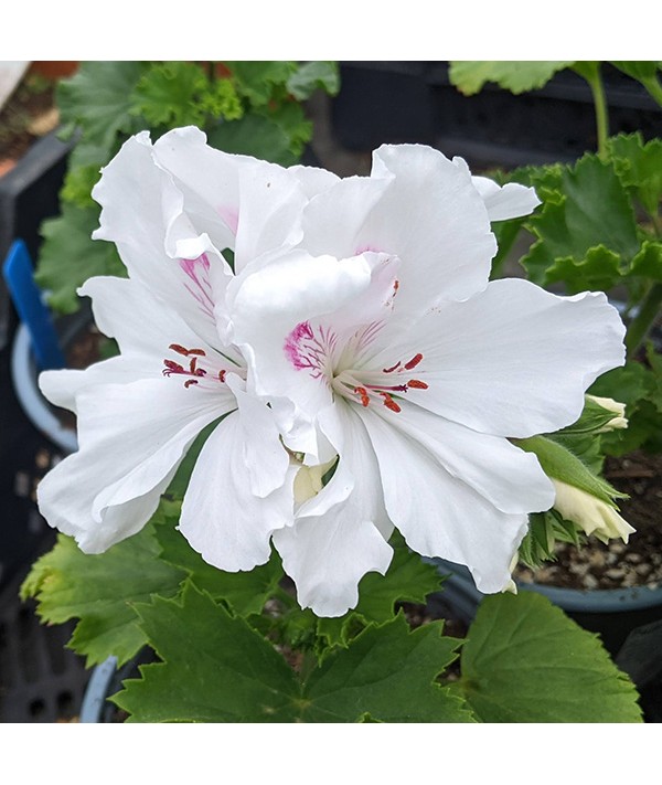 Pelargonium Eileen Stanley (2lt)