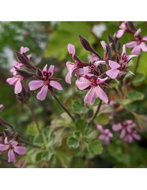 Pelargonium exstipulatum (0.8lt)