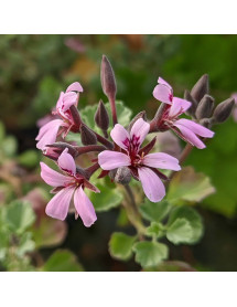 Pelargonium exstipulatum (1.5lt)
