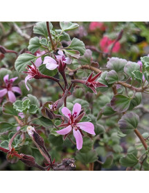 Pelargonium exstipulatum (1.5lt)