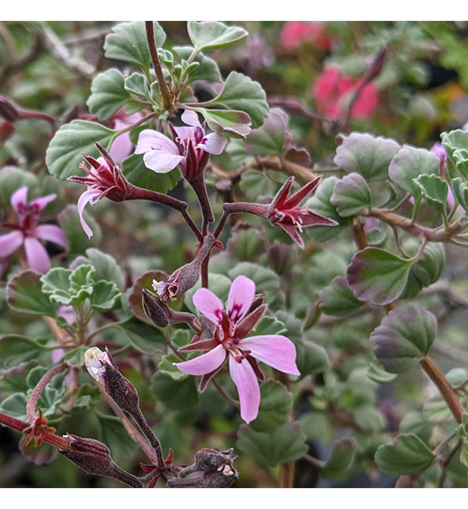 Pelargonium exstipulatum (1.5lt)