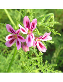 Pelargonium fillicifolium (2lt)