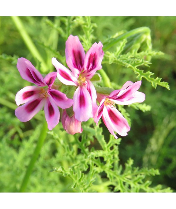 Pelargonium fillicifolium (0.8lt)