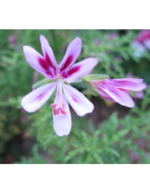 Pelargonium fillicifolium (3lt) Pelargonium fillicifolium (3lt)