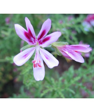 Pelargonium fillicifolium (0.8lt)