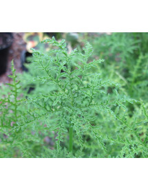 Pelargonium fillicifolium (2lt)