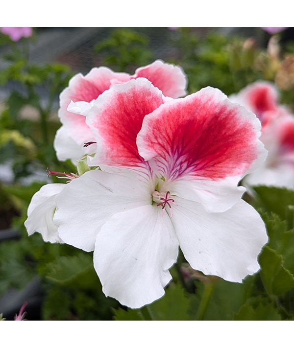 Pelargonium First Blush (2lt)