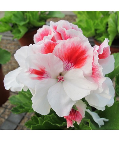 Pelargonium First Blush (1lt)