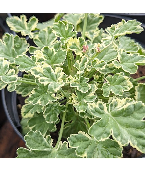 Pelargonium fragrans variegatum (1lt)