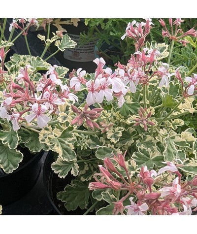 Pelargonium fragrans variegatum (1lt)