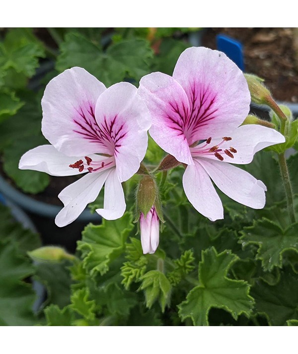 Pelargonium Imperial Butterfly (0.8lt)