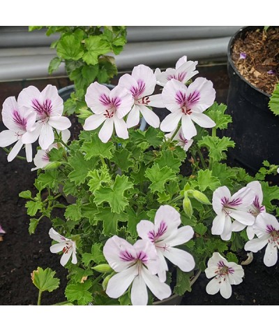 Pelargonium Imperial Butterfly (0.8lt)