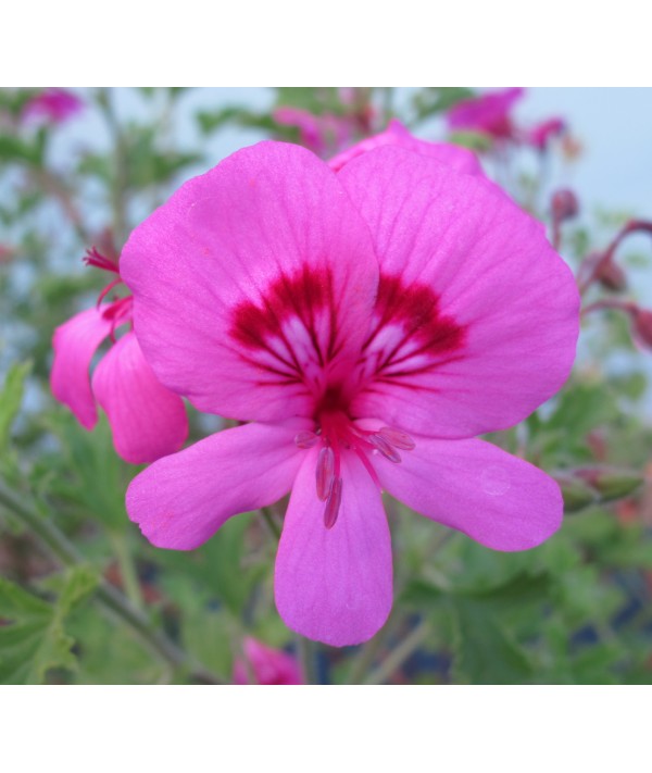 Pelargonium Limoneum (1.5lt)