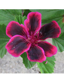 Pelargonium Lord Bute (2lt)