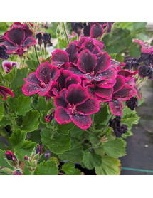 Pelargonium Lord Bute (2lt)