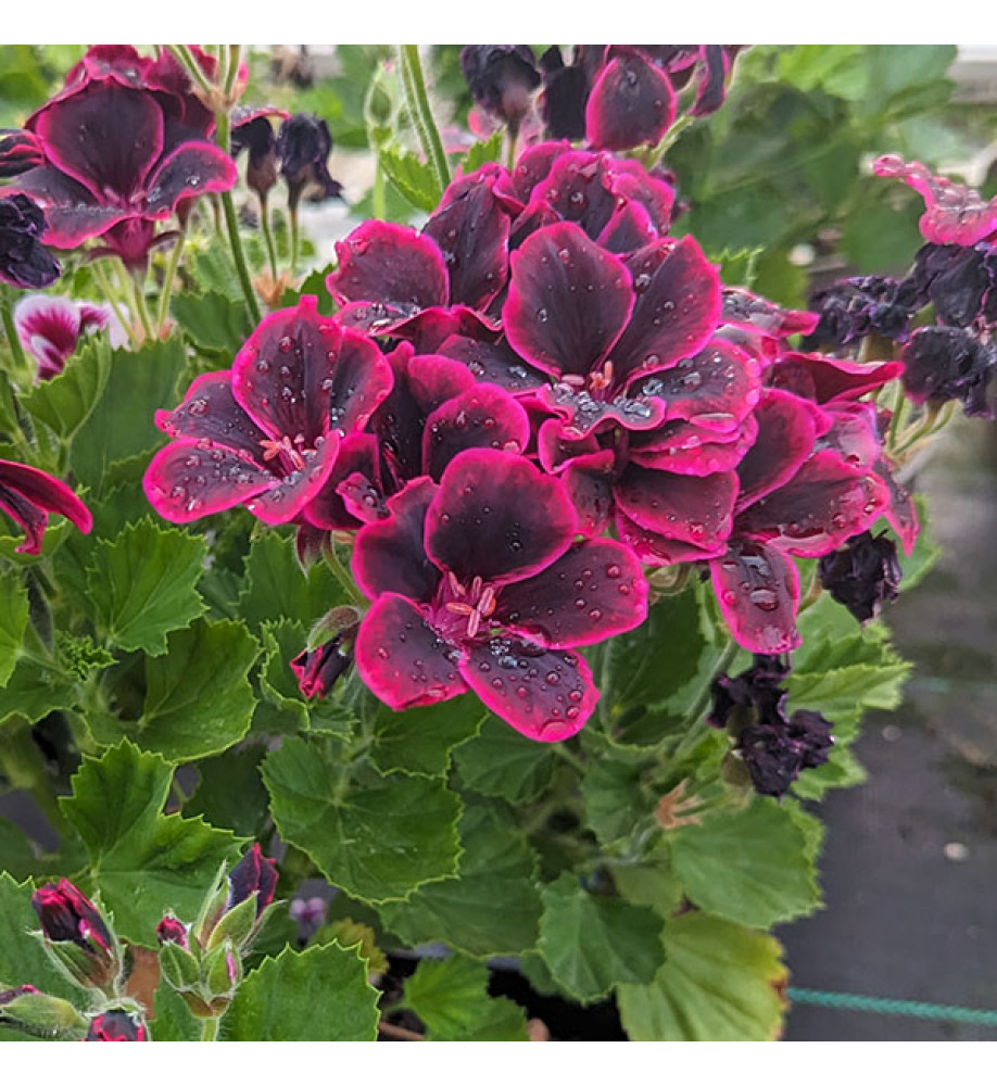 Pelargonium Lord Bute (2lt)