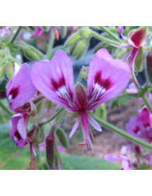 Pelargonium papilionaceum (3lt)