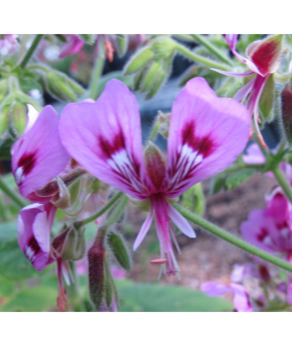 Pelargonium papilionaceum (1.5lt)