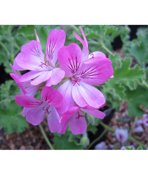 Pelargonium Pink Capricorn (1lt)