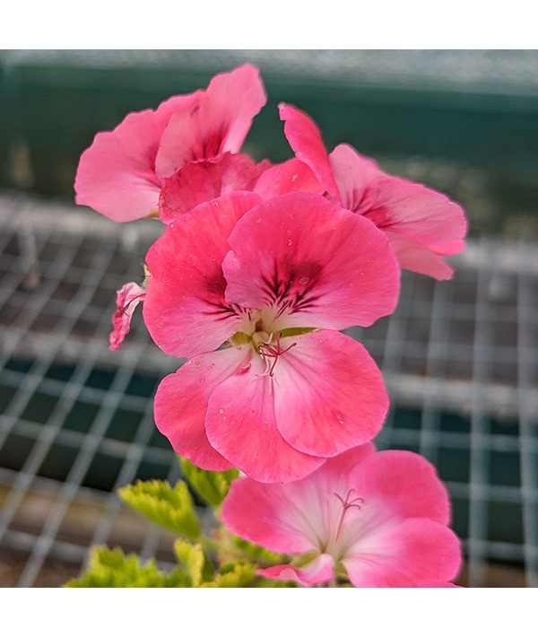 Pelargonium Pink Hindoo (1lt)