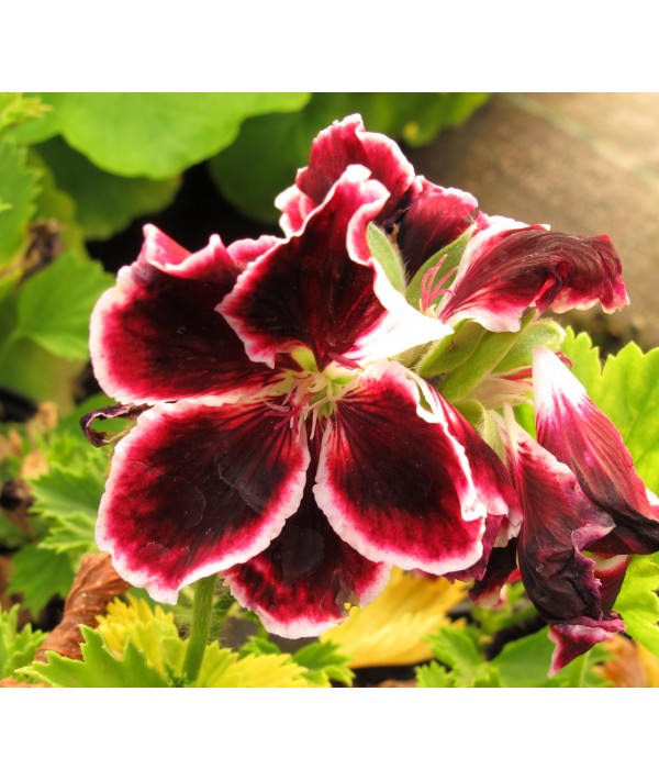 Pelargonium Princess Virginia (2lt)