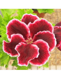 Pelargonium Princess Virginia (0.8lt)