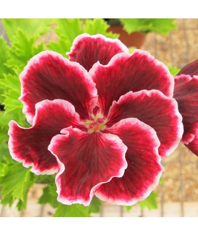 Pelargonium Princess Virginia (2lt)