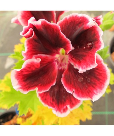 Pelargonium Princess Virginia (2lt)