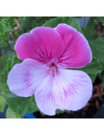 Pelargonium Quantock Candy (2lt)