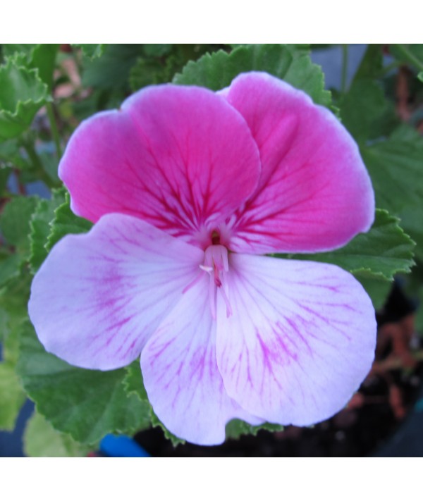 Pelargonium Quantock Candy (0.8lt)