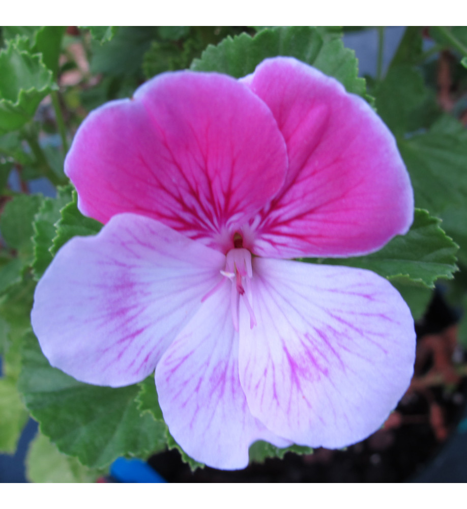 Pelargonium Quantock Candy (2lt)