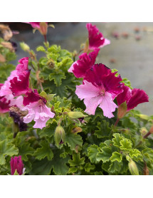 Pelargonium Quantock Perfection (1lt)