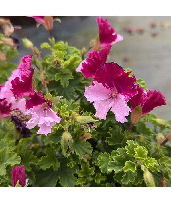 Pelargonium Quantock Perfection (0.8lt)