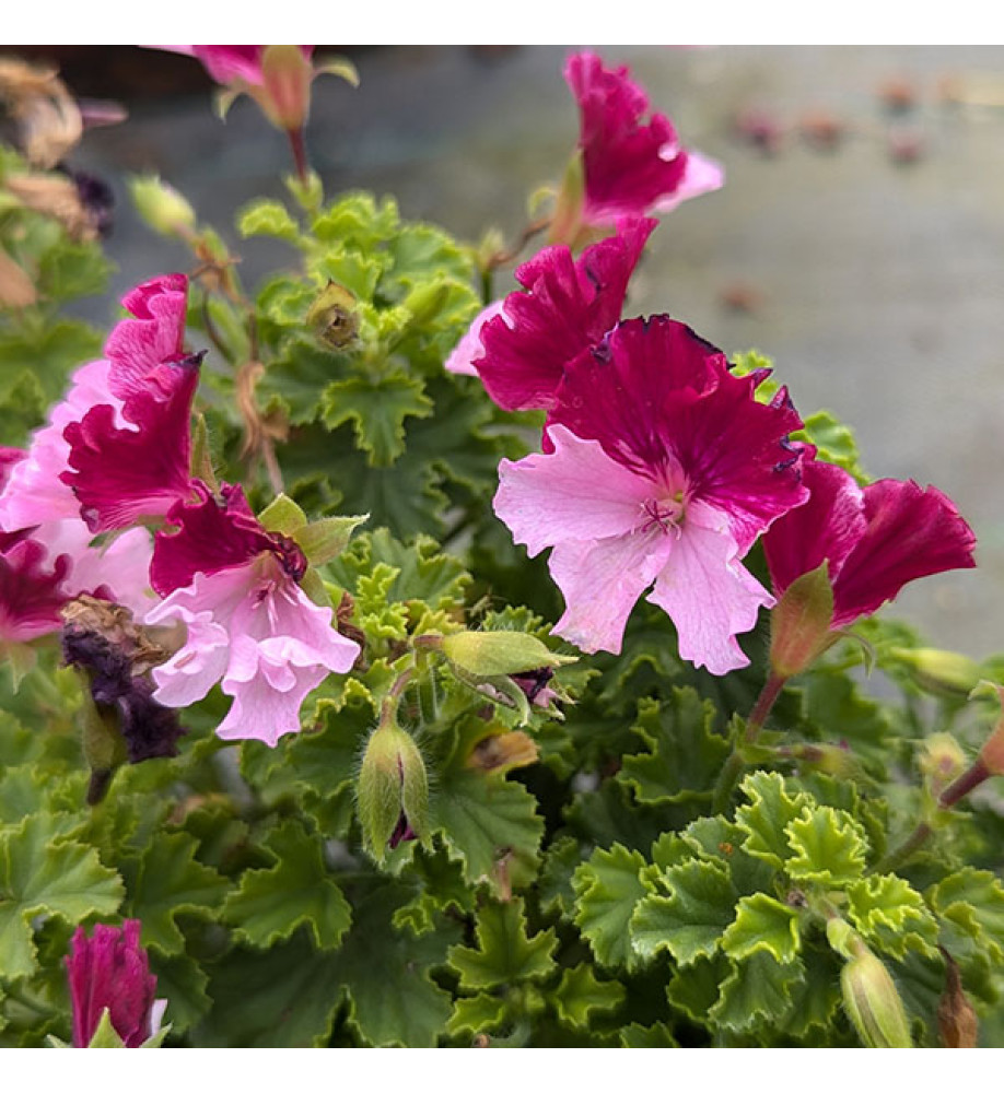 Pelargonium Quantock Perfection (1lt)